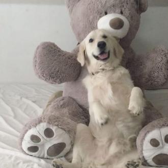 Demostración de confianza perruna, versión Golden Retriever achuchable