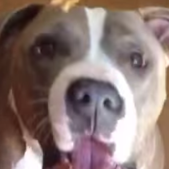 No es lo mismo una chuche perruna que un trozo …