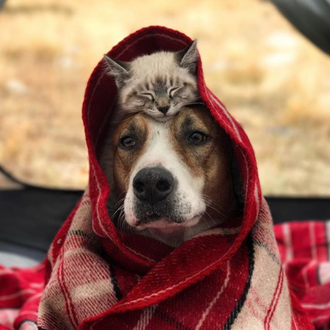 La historia del Gato Sombrero, un minino y su amigo …