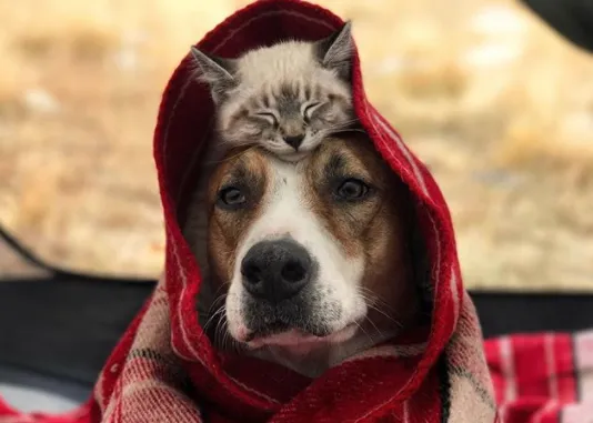 La historia del Gato Sombrero, un minino y su amigo perro corren aventuras en la naturaleza con sus humanos 
