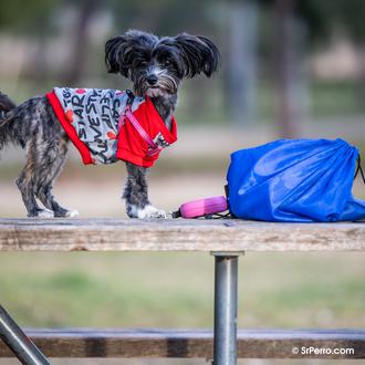 Los perros ¿son capaces de reconocer a sus dueños solo …