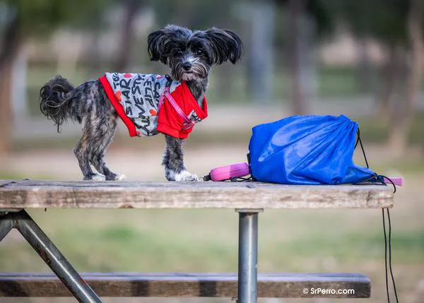 Los perros ¿son capaces de reconocer a sus dueños solo escuchando su voz?