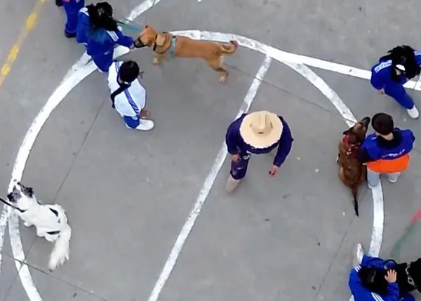 Un colegio en Colombia se convierte en casa de acogida para perros de la calle: 'Amigos de cuatro patas' beneficia a canes y estudiantes
