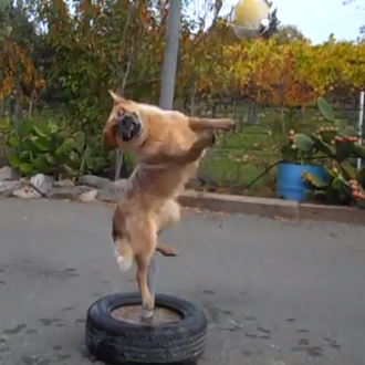 Un partido de Tetherball, en versión perruna ¡qué cracks!