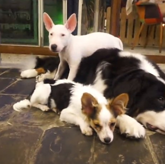 The Dog Café: el sueño de crear un espacio para …