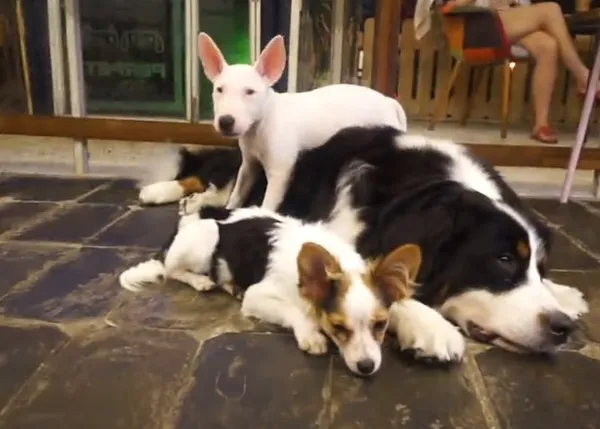 The Dog Café: el sueño de crear un espacio para fomentar adopciones en L.A.