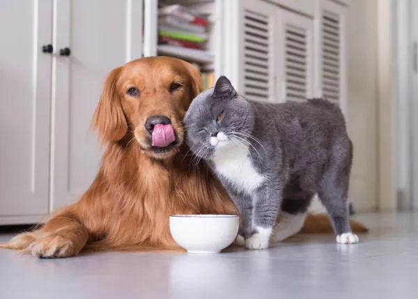 En 2026 ha aumentado el número de hogares con perros y gatos en EEUU, siendo mayoritarios los de más de 10 años