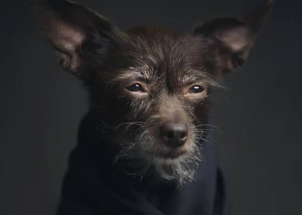 Los perros de mirada humana: bellos y clásicos retratos de canes como 