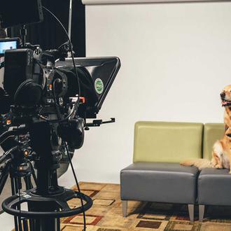 Terapia canina a través de la pantalla: ver un vídeo …