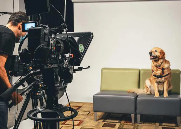 Terapia canina a través de la pantalla: ver un vídeo de cinco minutos de un perro de terapia ayuda a reducir el estrés