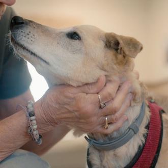 Voluntarias senior cuidan de perretes senior: un proyecto precioso que …