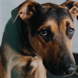 Millones de perros y gatos podrían quedar legalmente desprotegidos en …
