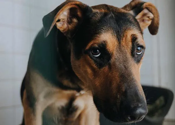 Millones de perros y gatos podrían quedar legalmente desprotegidos en la UE, especialmente los perros de caza y trabajo