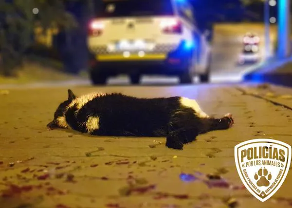 ¿Cómo considera la Policía que deberían perseguirse los delitos contra los animales? Las propuestas de APDA
