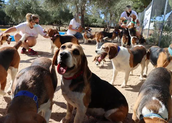 Comienza el proceso de adopción para los Beagles rescatados de un laboratorio por Animal Rescue España
