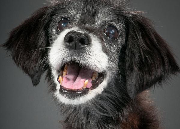 Noviembre, el mes dedicado a los perros más viejitos (y todas las razones por las que