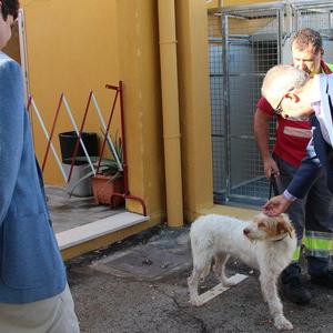 645 perros y 370 gatos adoptados a través del Zoosanitario …