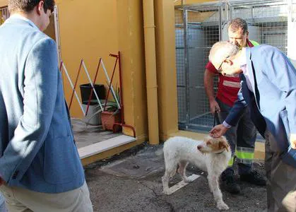 645 perros y 370 gatos adoptados a través del Zoosanitario de Sevilla en 2019, un centro que acumula denuncias