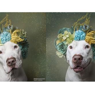 La historia de Mickey, un Pit Bull condenado a vivir …