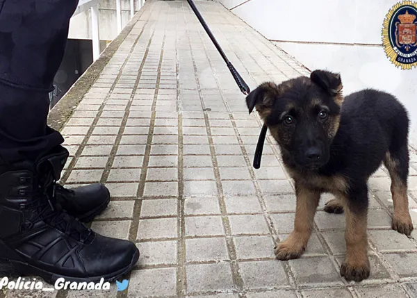 La Policía de Granada rescata a un cachorro que estaban maltratando y lo adopta