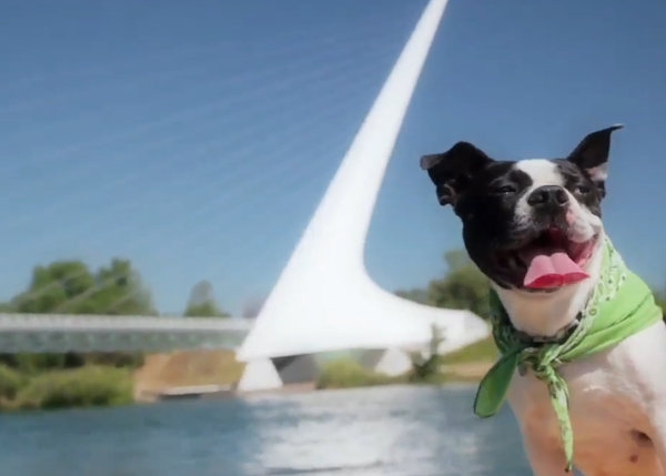 Felicidades contagiosas: las aventuras de una Boston Terrier