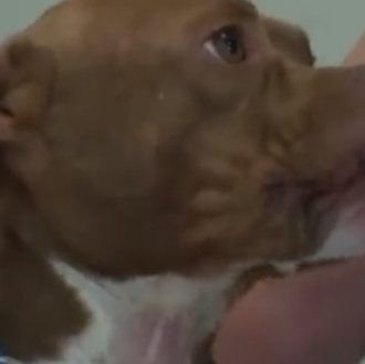 La pareja ideal: una Pit bull sorda encuentra el hogar …