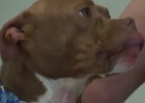 La pareja ideal: una Pit bull sorda encuentra el hogar perfecto 