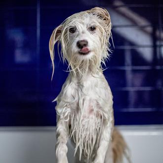 Las mejores peores fotos de perros: #unflatteringdogphotochallenge, el reto viral …