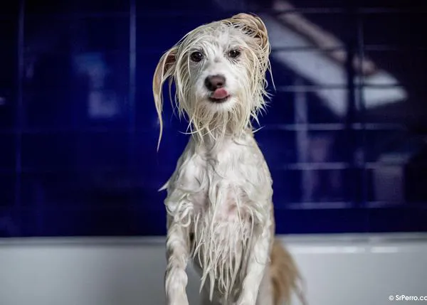Las mejores peores fotos de perros: #unflatteringdogphotochallenge, el reto viral que genera sonrisas