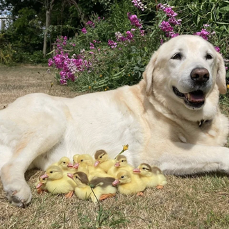 Un perro y sus inseparables seguidores: un labrador 