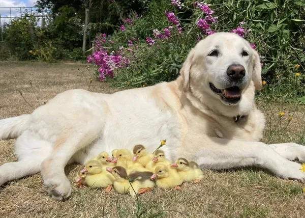 Un perro y sus inseparables seguidores: un labrador 