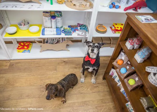 SrPerro y BarkiVet en FIERA: el piscolabis canino con efectos saludables