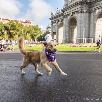 Agenda SrPerro octubre: Día mundial de los animales, Perrotón 2014 …