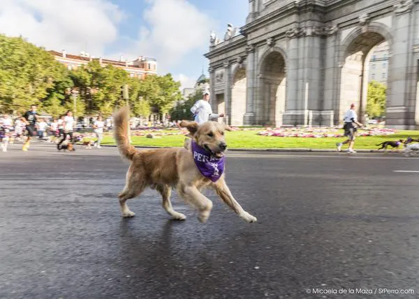 Agenda SrPerro octubre: Día mundial de los animales, Perrotón 2014, arte y tapas