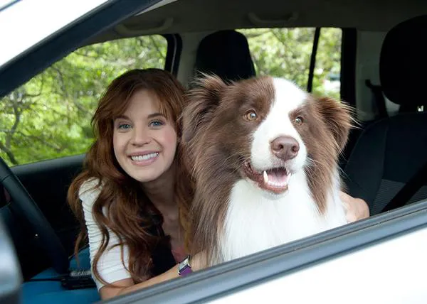 Perros y coches, ese gran binomio publicitario, ahora en versión (casi) comedia romántica