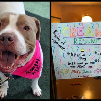 Los niños crean currículums para perros y gatos en adopción …