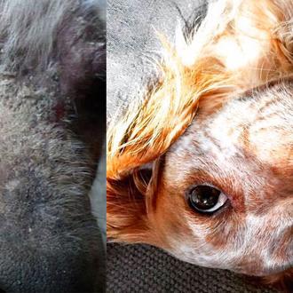 La transformación de un perro moribundo en un perro feliz …