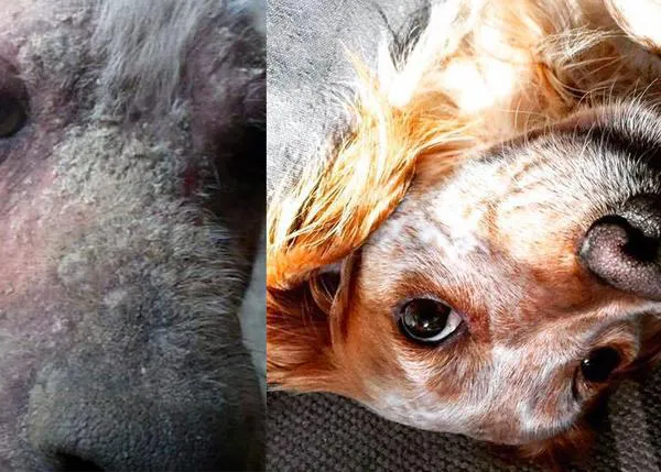La transformación de un perro moribundo en un perro feliz: una pareja rescata a un can durante su luna de miel