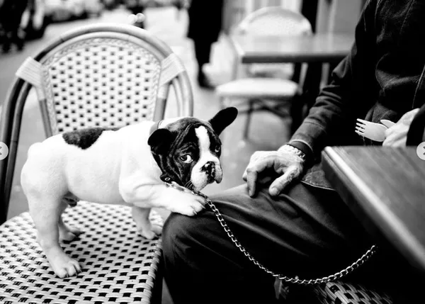 Retratos de perros urbanos en blanco y negro, las fotos de un maestro en fotografía callejera
