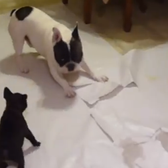 Un Bulldog Francés enseña a jugar a sus cachorros... uno …