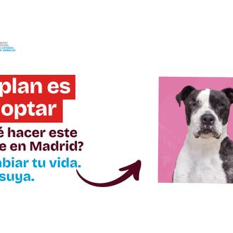 ¿Qué hacer este finde en Madrid? El Plan es adoptar …