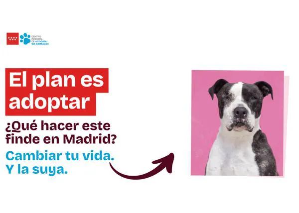 ¿Qué hacer este finde en Madrid? El Plan es adoptar: una campaña de la Comunidad de Madrid con 20 centros de acogida