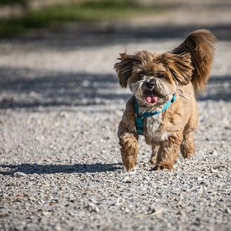 En 2021 más del 50% de los perros recogidos por …
