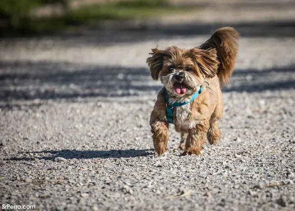 En 2021 más del 50% de los perros recogidos por las protectoras en España fueron adoptados