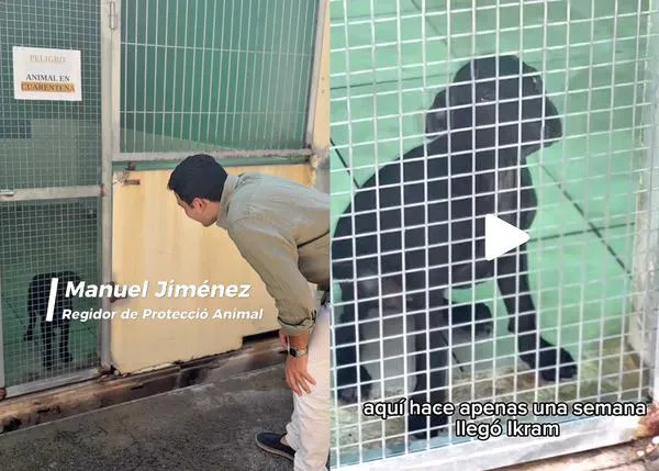 Ikram, la cachorra llegada en patera a Ibiza, ¡a salvo!