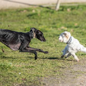 Última oportunidad para que la Ley de Bienestar Animal no …