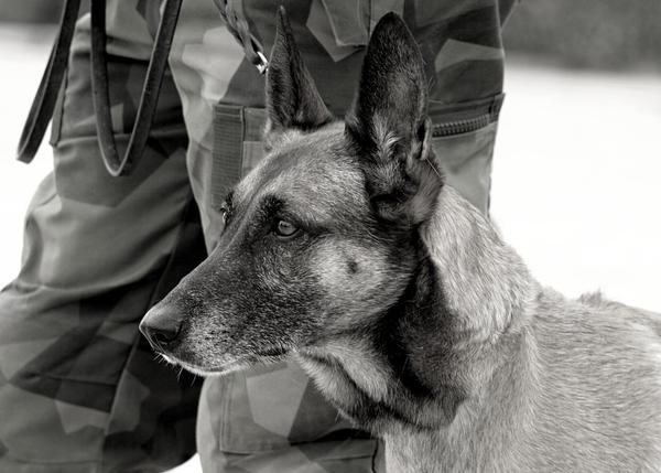 Durísimo mensaje de American Humane sobre los perros del ejército abandonados a su muerte en Afganistán