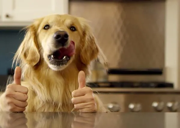 ¿Qué pasaría si tu perro tuviera manos? Un divertido anuncio te lo enseña