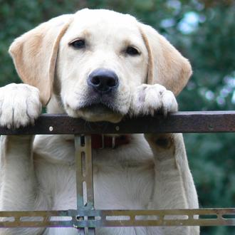 Veterinarios europeos abogan por prohibir Los collares electrónicos en toda …