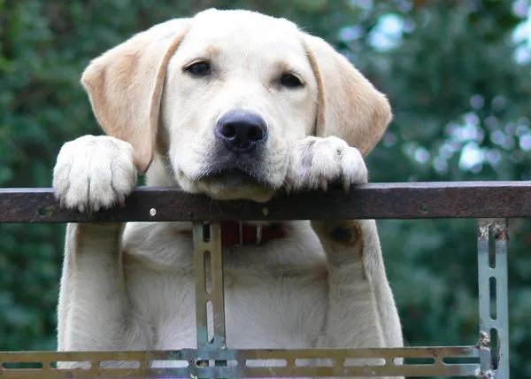 Veterinarios europeos abogan por prohibir Los collares electrónicos en toda la UE